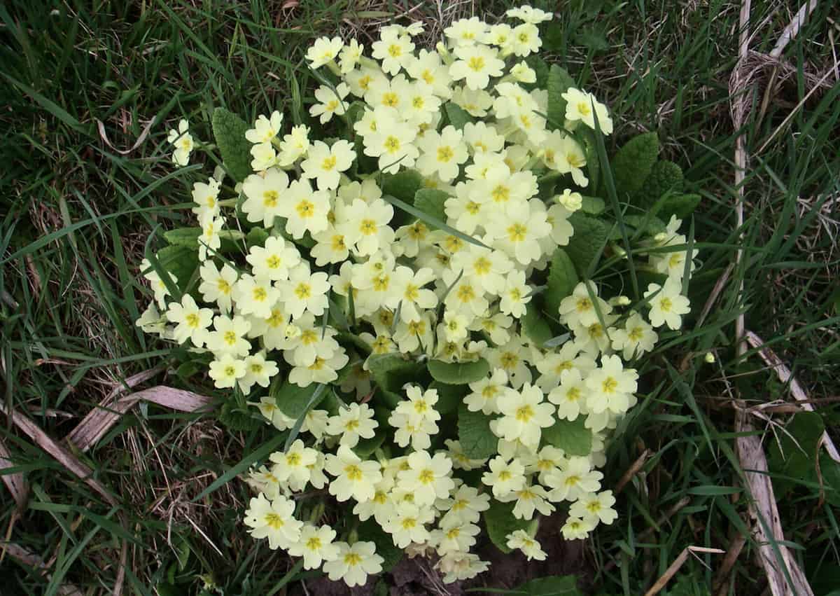 A dense cluster of pale yellow primrose flowers (Primula vulgaris) growing naturally in grass. The five-petaled flowers have bright yellow centers and are surrounded by wrinkled green leaves. The plants are thriving, with dried grass and organic matter visible around the base.