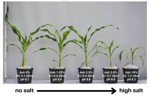 A image from Ondrasek et al that shows 5 of maize plants of different heights. The plant without salt exposure on the left is large, while as salt exposure increases, to the left, the plants become smaller.