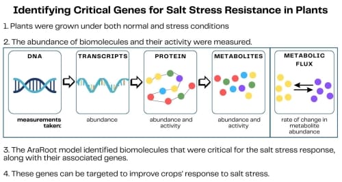 A figure titled “Identifying Critical Genes for Salt Stress Resistance in Plants.” There are four steps. Step 1 is Plants were grown under both normal and stress conditions. Step 2 is The abundance of biomolecules and their activity were measured. Under this step is a flow chart with graphics that goes from DNA to transcripts to protein to metabolites. There is also a graphic depicting metabolic flux. The measurements taken for transcripts is abundance, protein and metabolites is abundance and activity, and metabolic flux is the rate of change in metabolic abundance. Step 3 is The AraRoot model identified biomolecules that were critical for the salt stress response, along with their associated genes. The final step, 4, is These genes can be targeted to improve crops' response to salt stress.