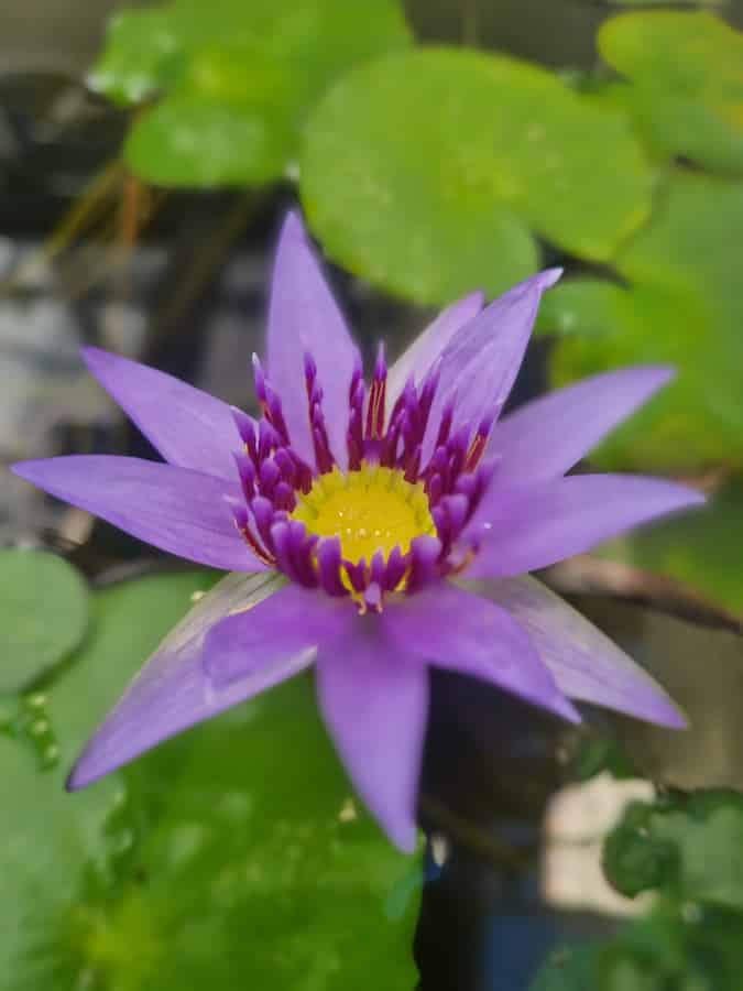 A purple water lily flower in full bloom with pointed petals surrounding a bright yellow center dotted with purple stamens. The flower floats on water surrounded by large green lily pads in soft focus in the background.