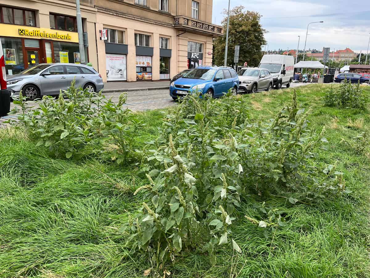 Dense cluster of Amaranthus retroflexus plants displaying bright green, oval to diamond-shaped leaves with prominent light-colored veining and slightly fuzzy texture. The plants show characteristic tall, thick, pale green flower spikes that appear densely packed and somewhat rough or bumpy in texture, rising above the leafy stems. Multiple robust plants grow together in disturbed urban roadside vegetation, with cars, a Raiffeisenbank, and KFC visible in the background.