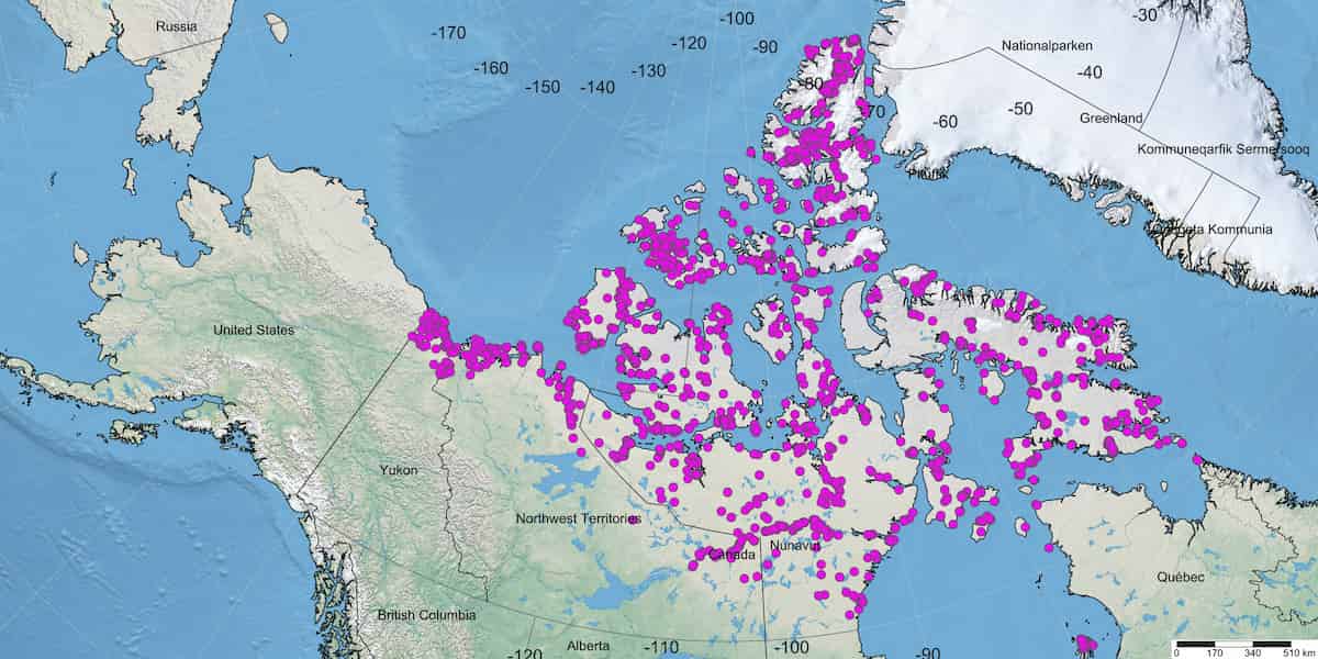 A map of northern Canada with purple spots marking the location of specimens. The spots are clustered on the northern shores of Yukon and the Northwest Territories, and across the mainland and islands of Nunavut.