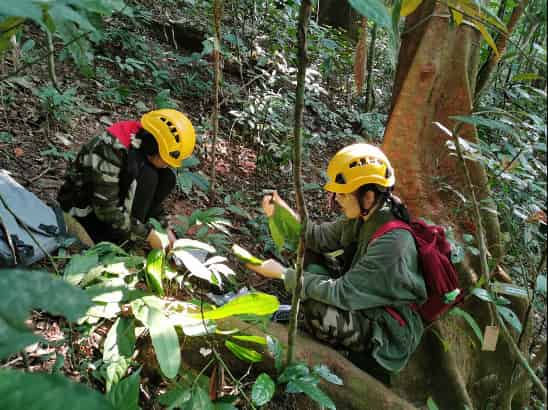 Two field researchers conducting botanical sampling work in a dense tropical rainforest in southern China. Both scientists wear bright yellow safety helmets and olive-green field clothing suitable for forest research. The researcher on the left, wearing a dark jacket, is kneeling and working with plant specimens, while the researcher on the right, wearing a lighter green jacket with a red backpack, is seated and appears to be processing or documenting samples. They are surrounded by the lush understory vegetation typical of tropical forests, with large broad-leaved plants, ferns, and various tropical species creating a dense green canopy around them.