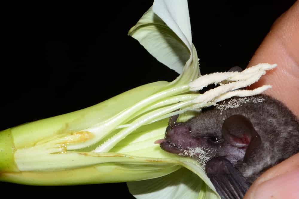 Close-up of a small brown bat with its head covered in white pollen grains, held in human hands next to a pale green and white Merremia platyphylla flower. The bat's dark fur contrasts with the dusty white pollen coating its face and head, demonstrating evidence of the bat's role as an effective pollinator.