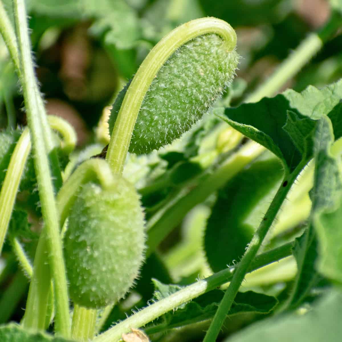 High-Speed Analysis Reveals Squirting Cucumber’s Ballistic Precision