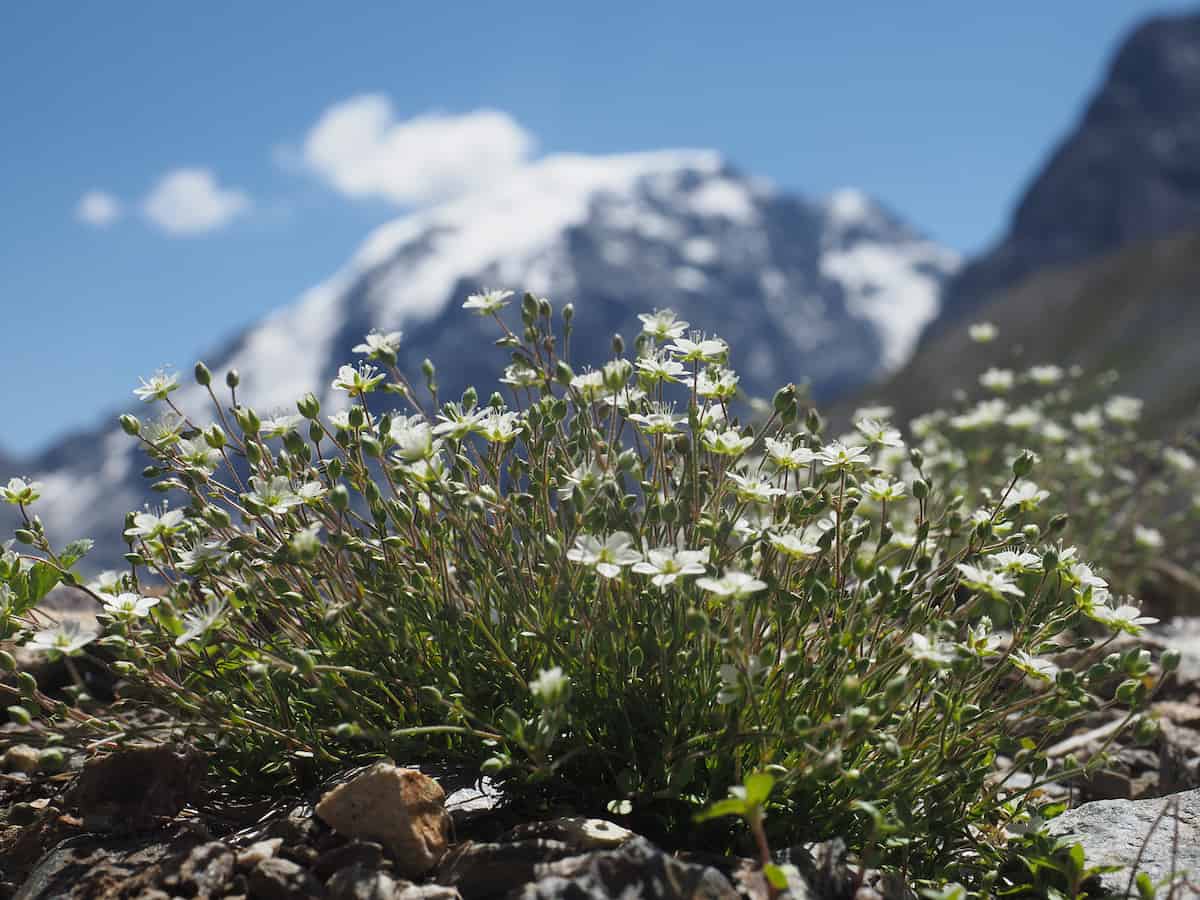 A thriving clump of small white five-petaled flowers growing directly from rocky, mountainous terrain. The plant forms a dense cushion with numerous delicate white blooms rising on thin stems from compact green foliage. The harsh alpine environment is evident from the rocky substrate and dramatic backdrop of snow-capped mountain peaks under a bright blue sky with scattered white clouds.