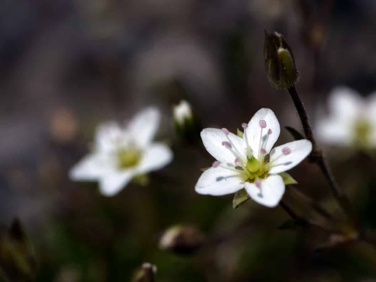 Macro photograph showing delicate white flowers in sharp focus, each with five oval petals displaying subtle purple or pink veining. The flowers have bright yellow-green centers with visible stamens. Additional white flowers are softly blurred in the background, creating a dreamy bokeh effect. The flowers appear small and delicate, typical of alpine or specialized habitat plants, growing from thin dark stems against a muted natural background.
