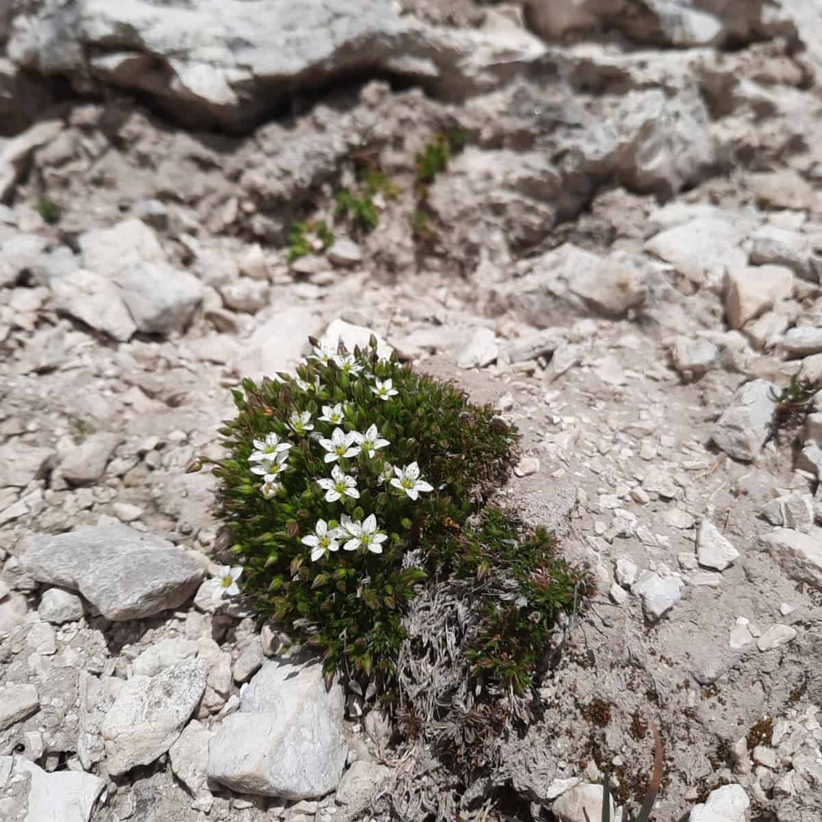 A rare plant with a taste for toxic soil is getting some help from unexpected allies with green fingers