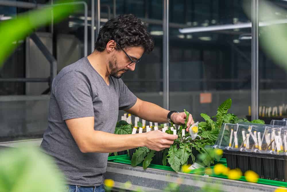 A researcher wearing glasses and a gray t-shirt carefully tends to young tomato plants in a greenhouse laboratory. He is examining or adjusting a plant with small yellow flowers while standing at a work bench with organized plant specimens in containers. The modern greenhouse facility has glass walls and metal framework visible in the background.