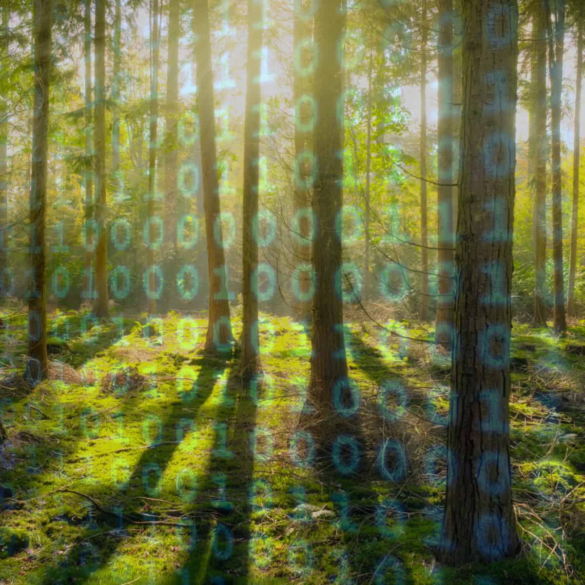 Wikidata for Botanists: Connecting People, Plants, and Data