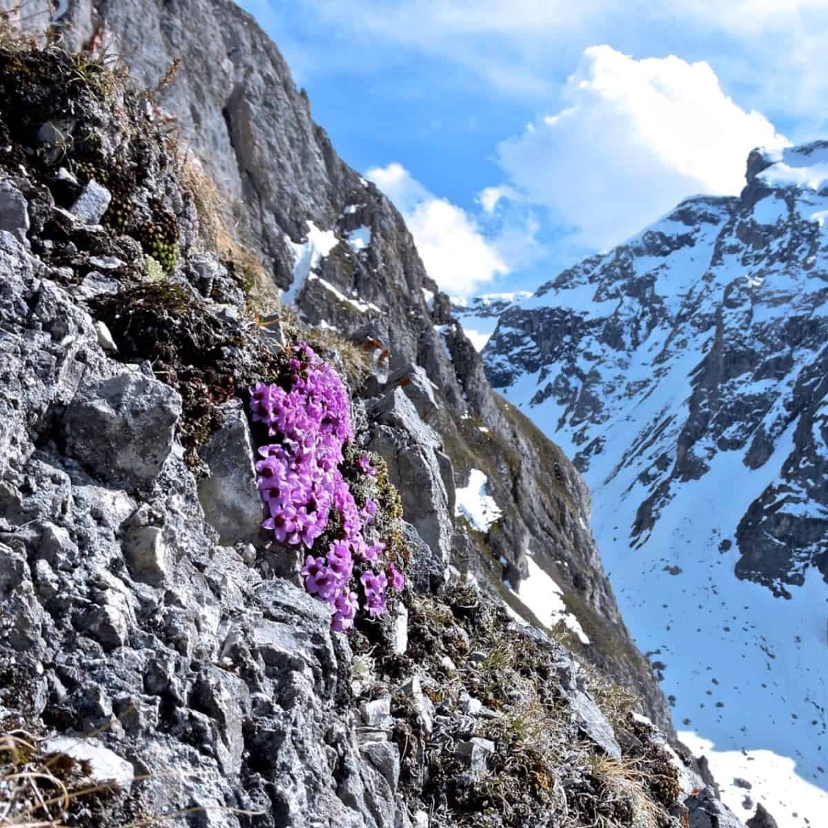 What 17,000 Pressed Flowers Revealed About Arctic Climate Change