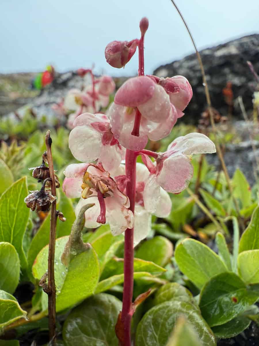 A detailed close-up of large-flowered wintergreen (Pyrola grandiflora) showing its distinctive drooping, bell-shaped white flowers tinged with pink along a tall reddish stem. The waxy, nodding flowers hang from the stem like small lanterns, with visible stamens and pistils inside. At the base, glossy dark green oval leaves form a rosette pattern typical of wintergreen plants. The background shows blurred Arctic tundra vegetation and rocky terrain under a pale sky. This species was noted in the research as having the highest temperature sensitivity, responding to warming by advancing flowering time by 2.71 days per degree Celsius.