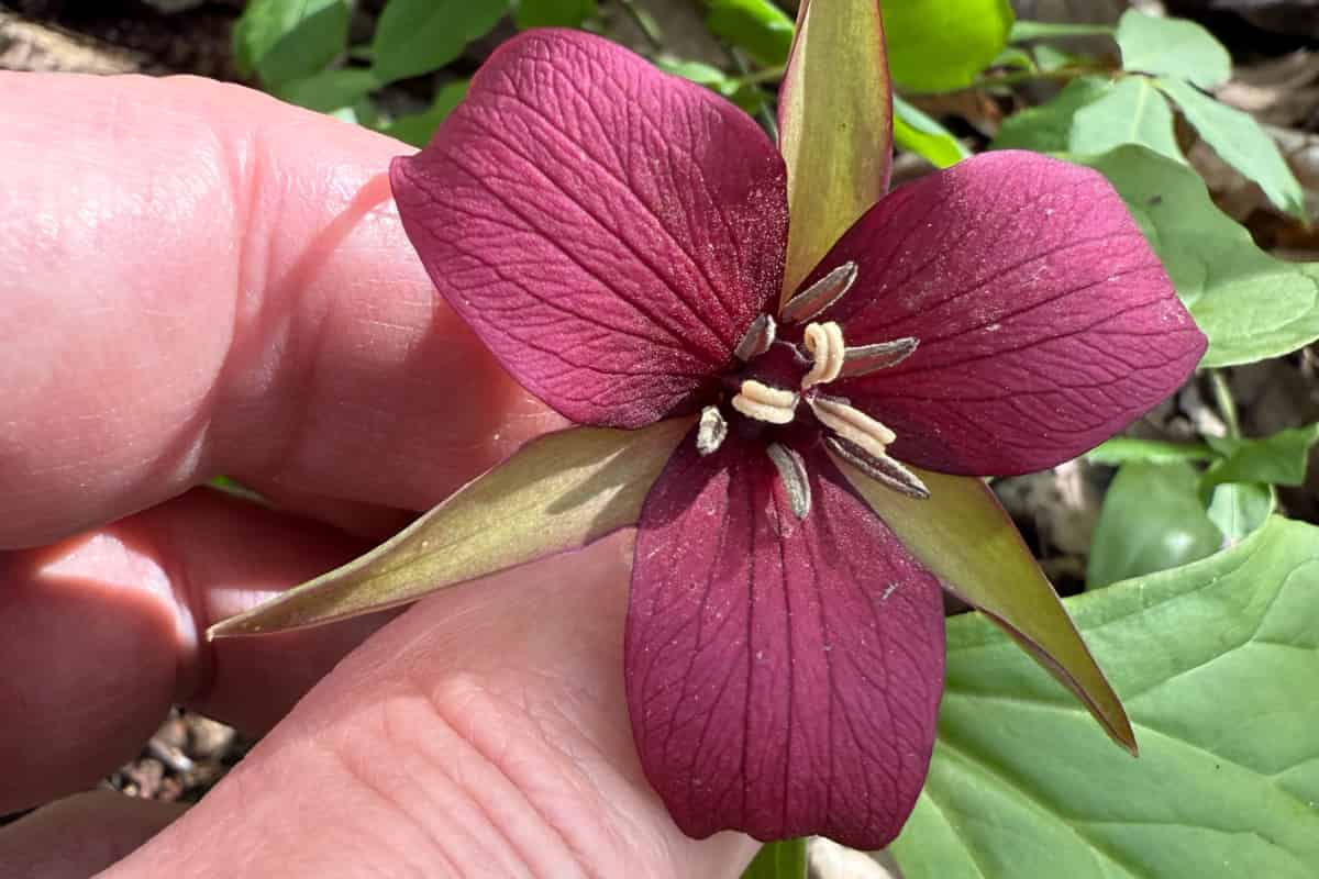 The image shows a human hand gently holding a red trillium flower with three distinctive deep burgundy-red petals that display prominent leaf-like venation patterns. The flower has six white stamens with cream-colored anthers radiating from the center. Three green sepals are visible between the petals. The flower emerges from what appears to be the characteristic three-leaved whorl of the trillium plant. The background shows bright green forest understory vegetation, including what appear to be other woodland plants. The hand provides scale, showing this is a moderately-sized wildflower typical of spring ephemeral plants in deciduous forests.