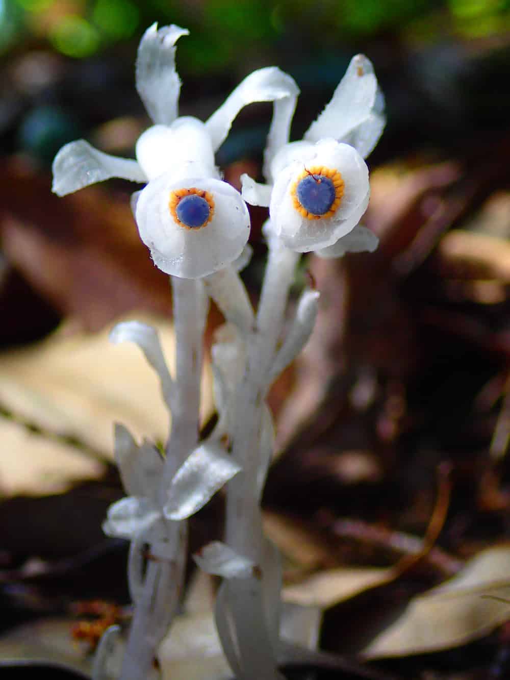 Two delicate white flowers with translucent, waxy petals emerging from pale stems. Each flower has a distinctive eye-like center featuring a dark blue core surrounded by an orange ring, creating a striking contrast against the white petals. The flowers are growing from the forest floor among fallen leaves, with a soft, blurred natural background.