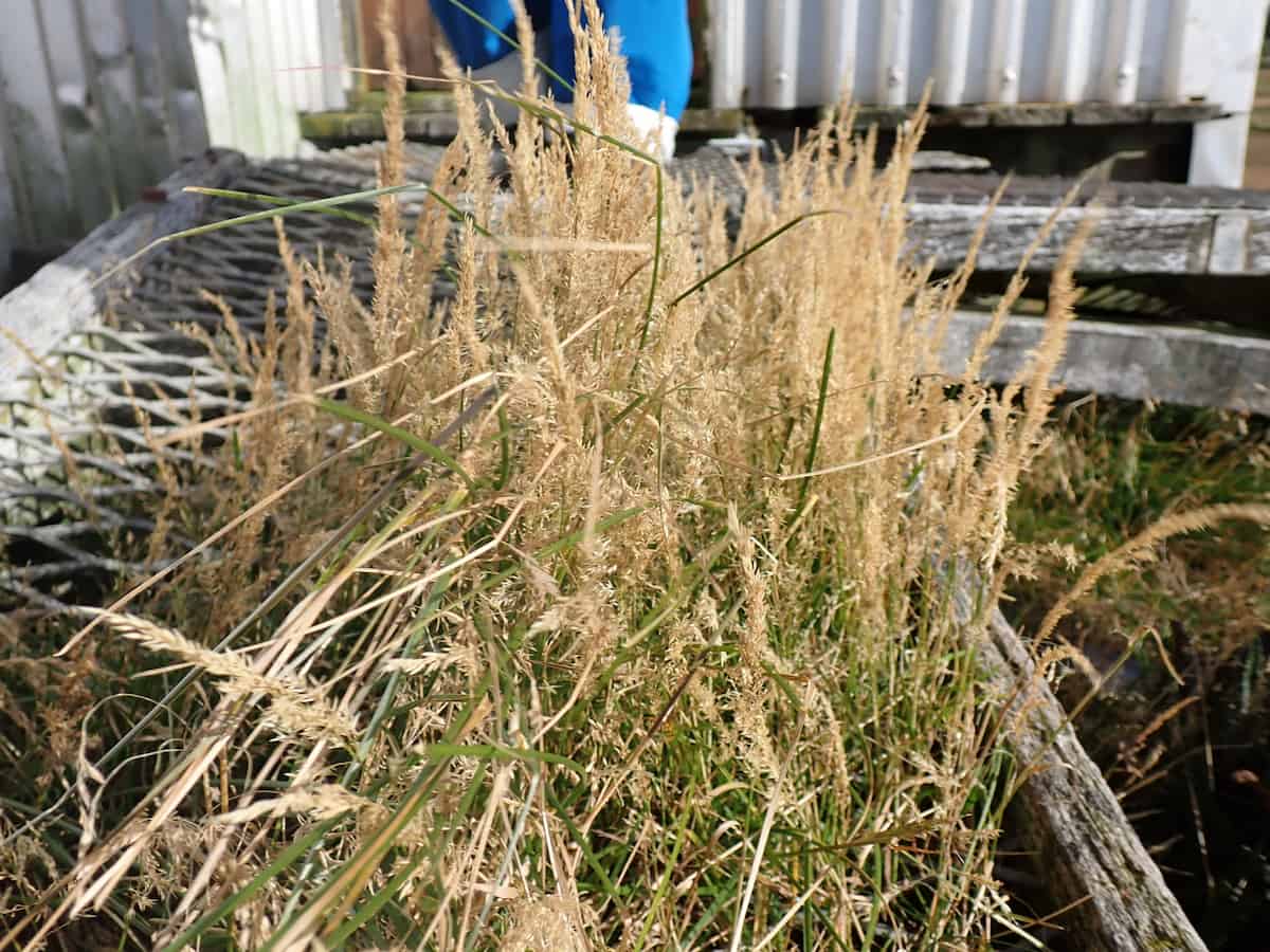 A mature clump of Agrostis stolonifera (creeping bentgrass) photographed in what appears to be a research station or developed area. The grass forms a large, dense tussock with numerous tall, golden-brown seed heads rising above the foliage. The plant displays the characteristic growth pattern of this species, with both green and yellowing blade-like leaves creating a substantial tuft. The abundant, delicate panicle seed heads are fully mature and catch the light, giving them a feathery, wheat-colored appearance. In the background, corrugated metal buildings and wooden pallets are visible, suggesting this was photographed at the research station on Marion Island.