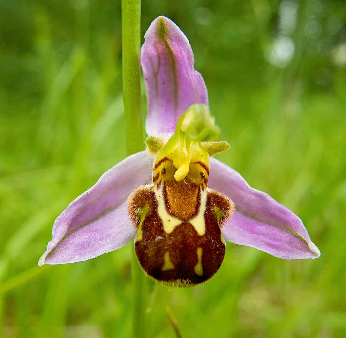 The orchid prediction nobody noticed