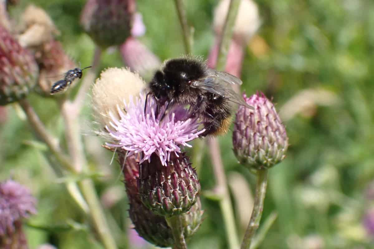 A fuzzy bumblebee with black body and orange-brown bands forages on a purple thistle flower. The bee is covered in pale pollen as it feeds on the spiky, globe-shaped bloom, with more thistle buds and flowers visible in the soft-focused background.