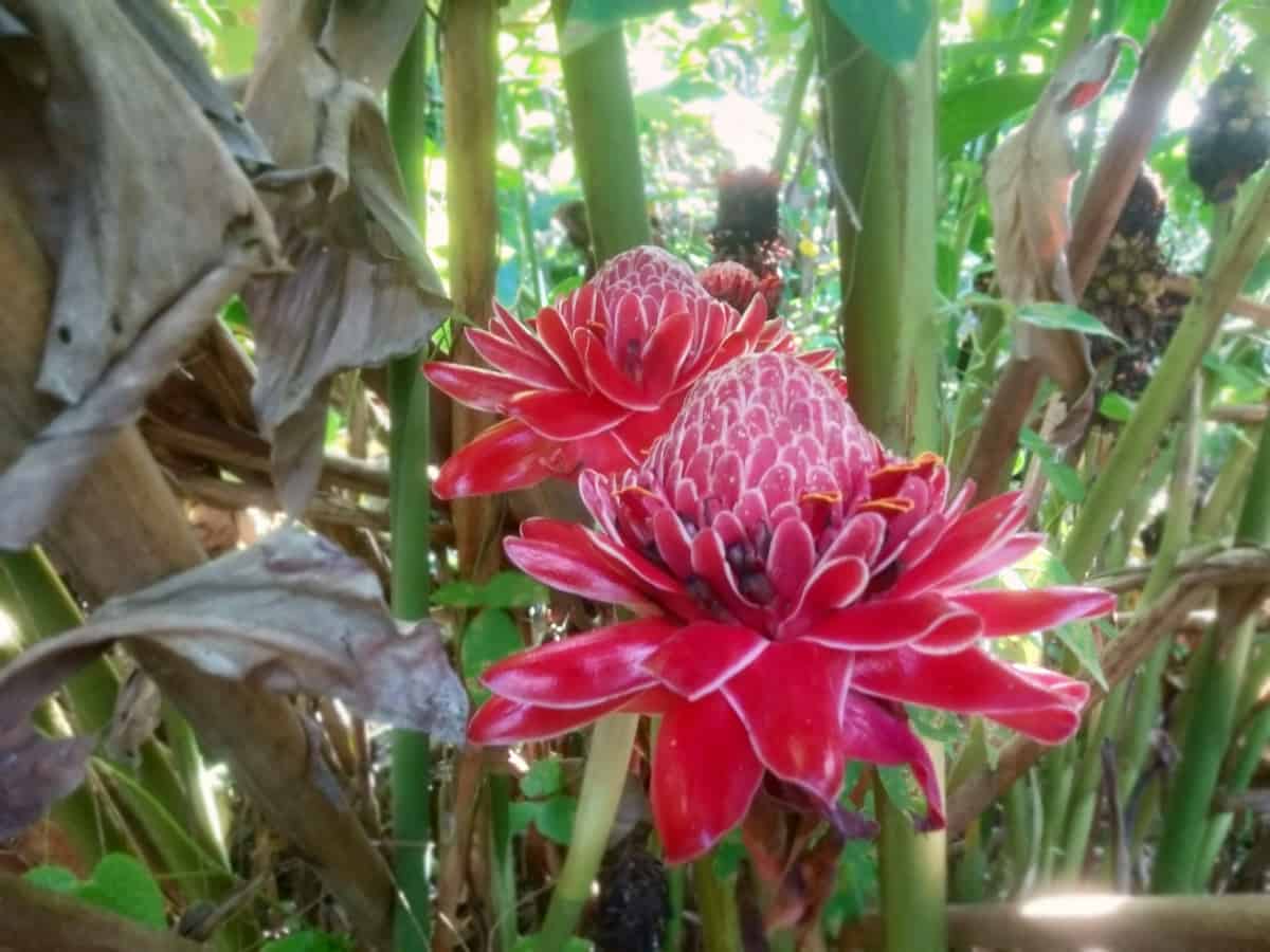Close-up photograph of Etlingera elatior (torch ginger) flowers blooming in a tropical garden setting. The image shows striking red-pink flower bracts with intricate white veining patterns arranged in layered, waxy petals that form cone-shaped inflorescences. Multiple flower heads are visible at different stages of bloom, emerging from thick green stems. The flowers are surrounded by lush tropical vegetation including large broad leaves and green plant stems, creating a dense garden environment with dappled sunlight filtering through.