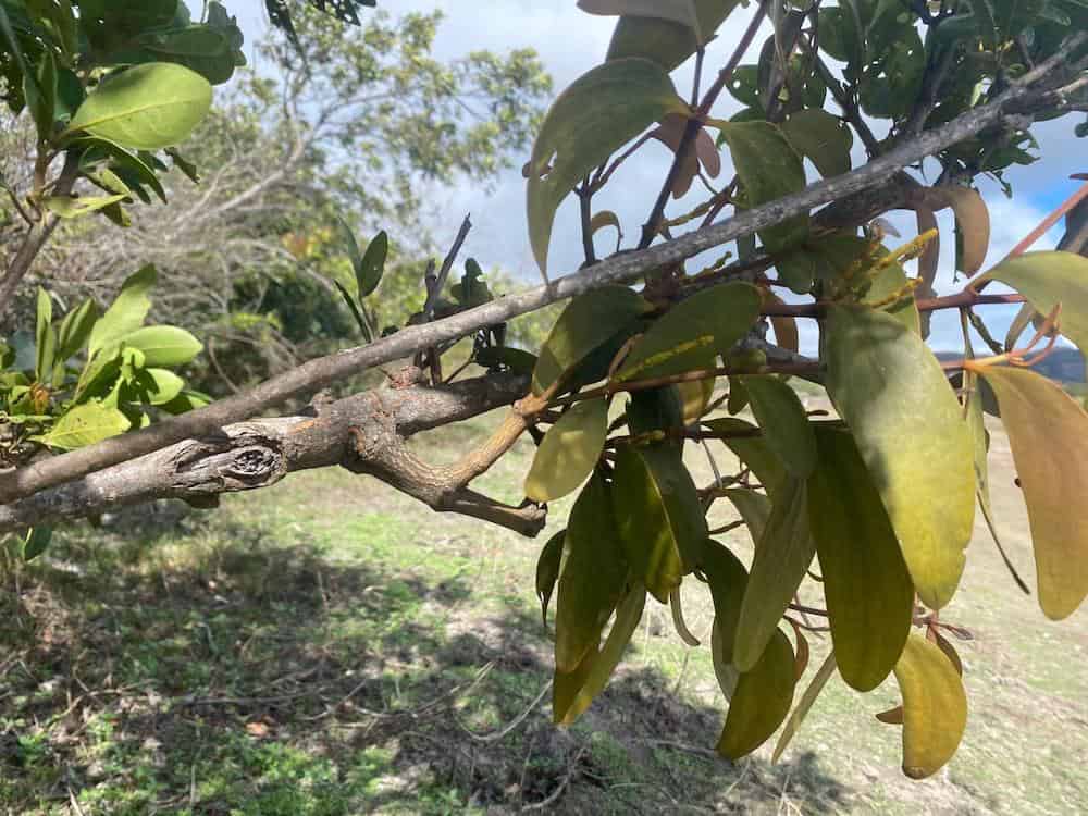 A parasitic plant with distinctive yellowish-green leaves growing on a tree branch in a natural outdoor setting at Serra do Cipó, Minas Gerais, Brazil, demonstrating the host-parasite relationship that Dr. Ishida studies in her research.