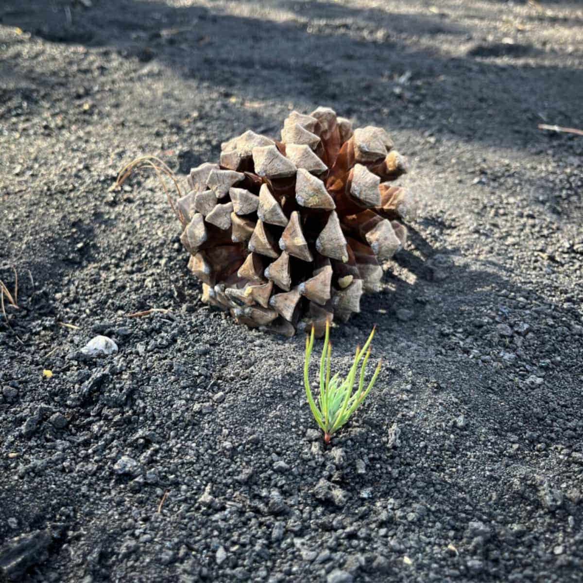 Seedling emergence is catastrophically affected by depth of volcanic ash