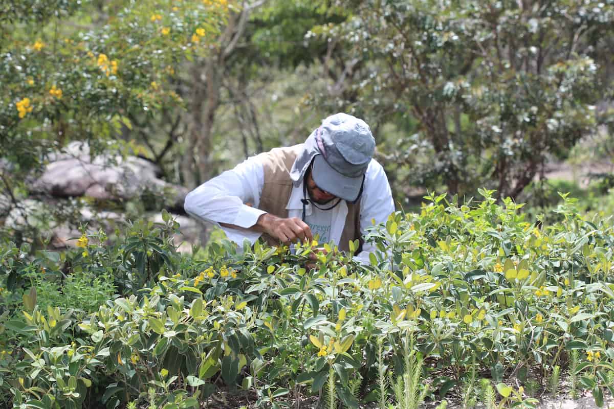 A man in gear to protect from the sun, investigates a Stigmaphyllon plant.