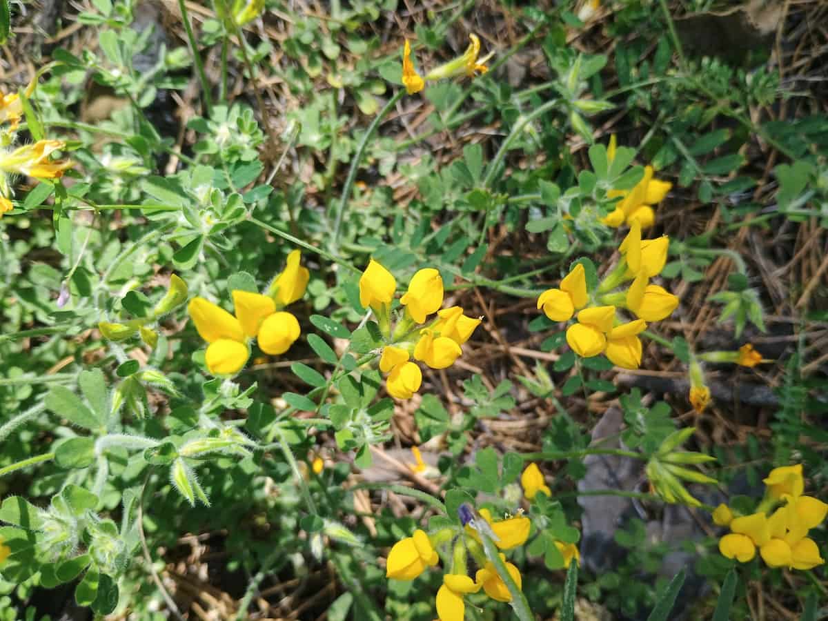 A thicket of Lotus campylocladus displaying its yellow flowers.