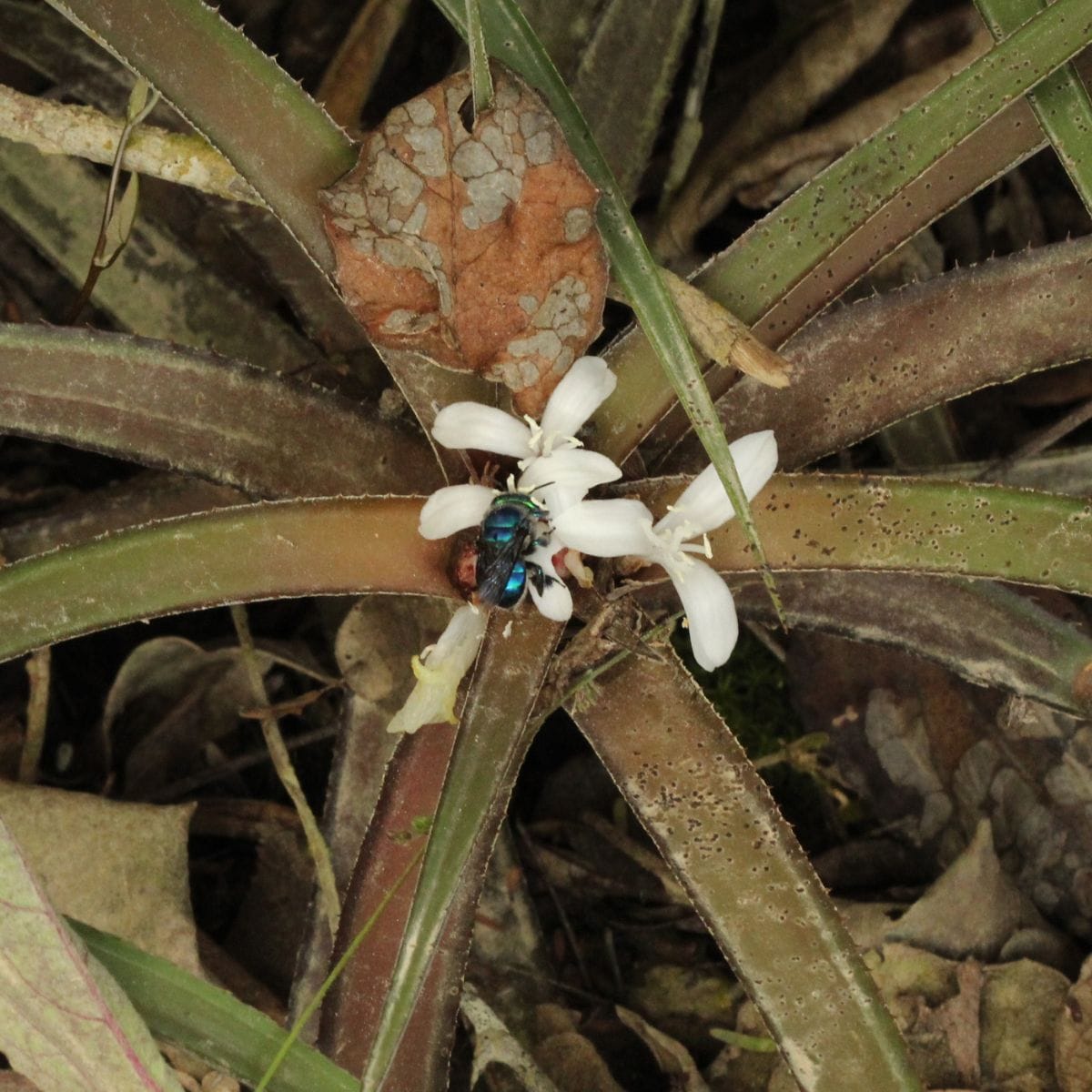 Cryptanthus bahianus: The Flower That Defies Its Genus