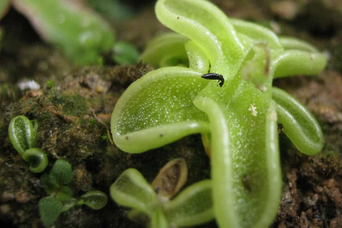 Close-up view of Pinguicula crenatiloba leaves showing the carnivorous plant in action. The bright green, spoon-shaped leaves have a glossy, wet appearance from the sticky mucilage coating their surface. A small dark insect is trapped on one of the central leaves, demonstrating the plant's prey capture mechanism. The leaves' surfaces are dotted with tiny glandular structures that produce the adhesive secretions and digestive enzymes. Additional leaves are visible in the background, all growing from the soil in the plant's characteristic compact rosette formation.