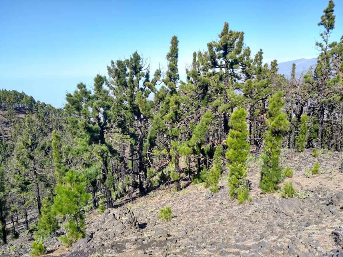 Canary Pines standing on the slopes of Tajogaite, their bark covered arms looking like they're covered in green fur.