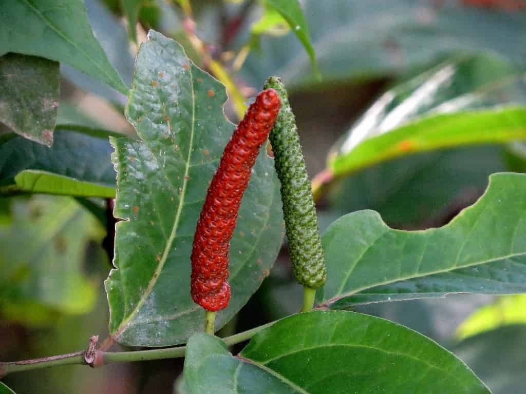 Photograph of Piper retrofractum (long pepper) showing distinctive elongated pepper spikes in different stages of ripeness among broad green leaves. The image displays one bright red mature pepper spike and one green unripe spike, both with the characteristic cylindrical, segmented appearance that distinguishes long pepper from common black pepper. The spikes emerge directly from nodes along the climbing vine, surrounded by heart-shaped leaves typical of the Piper family.