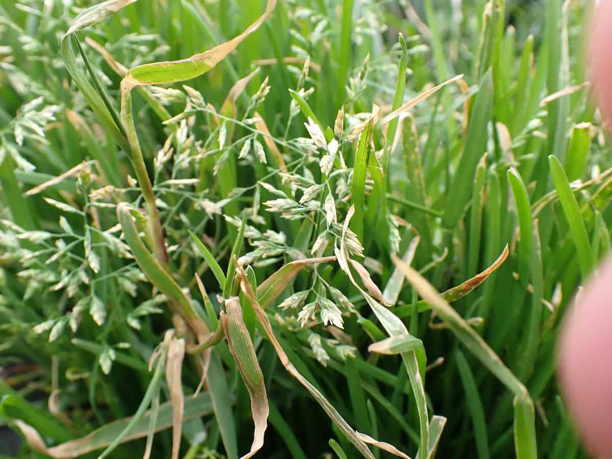 Close-up view of Poa annua (annual bluegrass) showing its characteristic flowering structure and leaf arrangement. The grass displays multiple delicate, branched seed heads with small whitish-green florets clustered on fine stems. The narrow, blade-like leaves are bright green with some showing brown or yellowing tips, typical of this common invasive grass species. The plant forms dense tufts with both upright flowering stems and arching foliage. In the background, more grass vegetation is visible but out of focus.