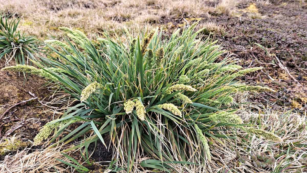 Poa cookii (Cook's bluegrass) growing in its natural habitat on Marion Island, showing the robust, tussock-forming growth habit characteristic of this native grass species. The plant forms a large, dense clump with bright green, narrow leaves radiating outward from the center, and displays multiple compact, yellowish-green seed heads clustered within the foliage. The grass exhibits the typical cushion-like growth form adapted to withstand Marion Island's harsh winds and cold conditions. The surrounding landscape shows the island's typical terrain with dark volcanic soil, patches of moss and other low-growing vegetation, and dried grasses in various stages of dormancy creating a golden-brown backdrop.