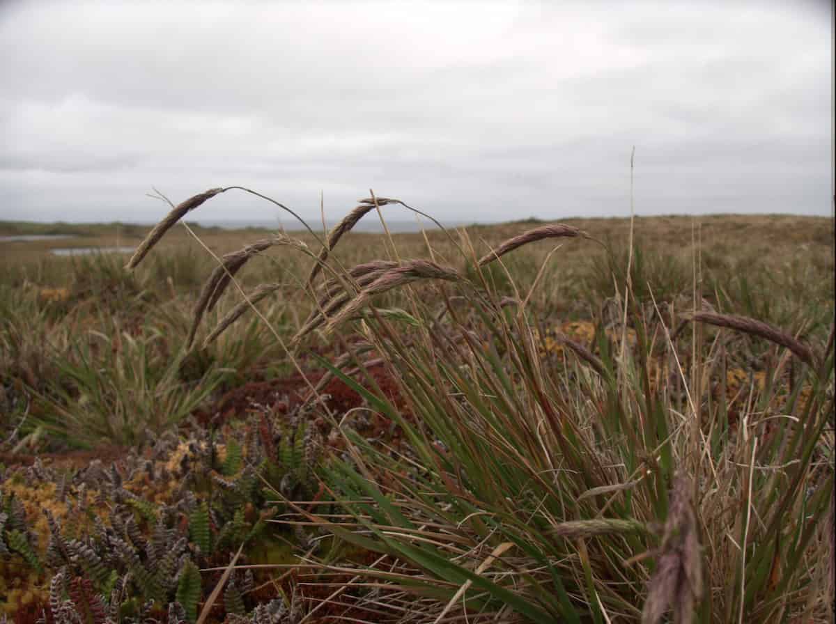 Polypogon magellanicus (Magellan beard grass) growing in its natural habitat on Marion Island, displaying the characteristic curved, feathery seed heads that give this native grass its distinctive appearance. The plant forms dense tufts with long, arching leaves and prominent purple-brown plume-like inflorescences that bend gracefully in the wind. The grass is growing among typical Marion Island vegetation including low-growing cushion plants, mosses, and other grasses in various shades of green, brown, and reddish-orange. The landscape shows the island's characteristic flat, windswept terrain with wetland areas visible in the distance under an overcast, grey sky typical of the sub-Antarctic climate.