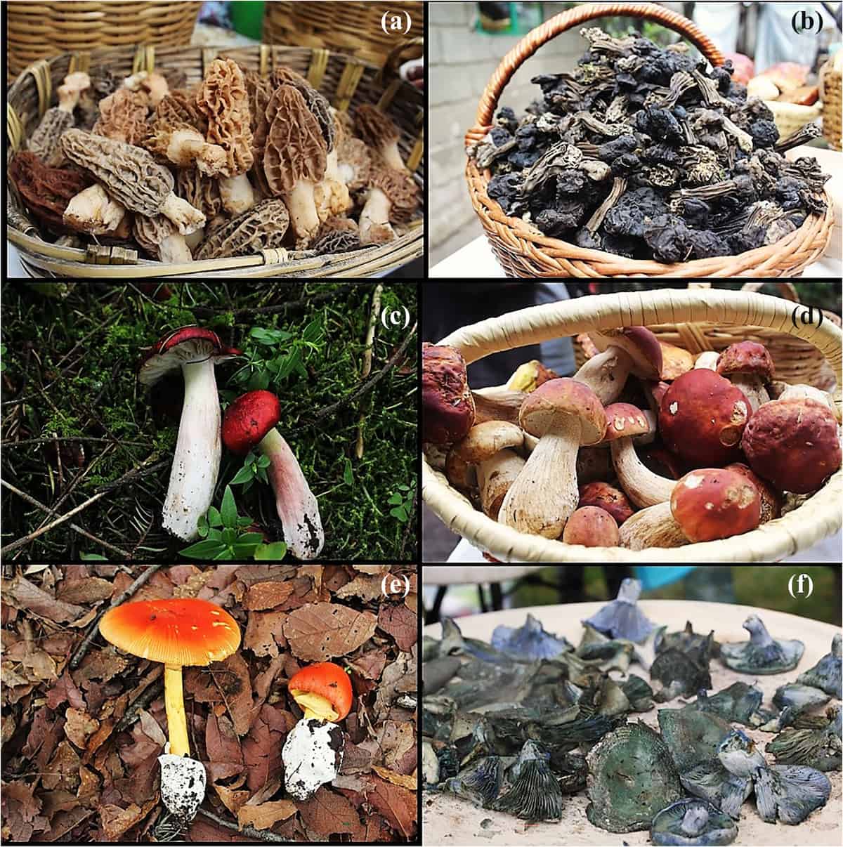 A variety of fungi.