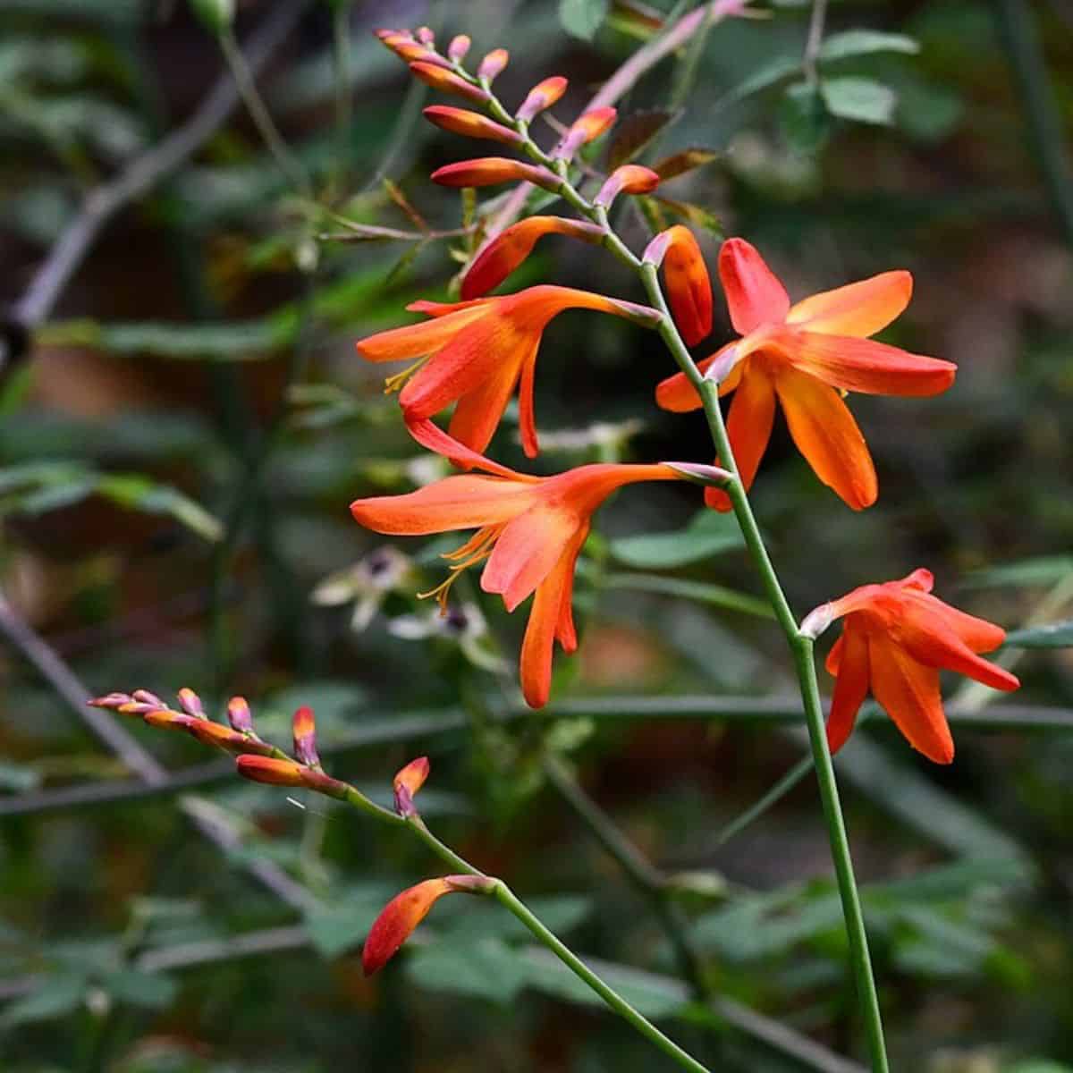 Invasive Species Outperform Natives by Flowering Out of Season