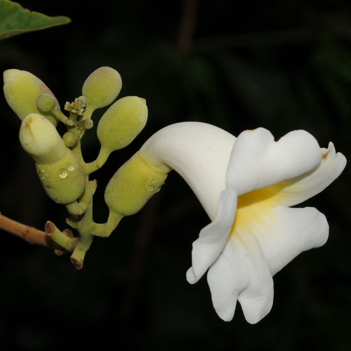 Two nectar worlds under one bloom