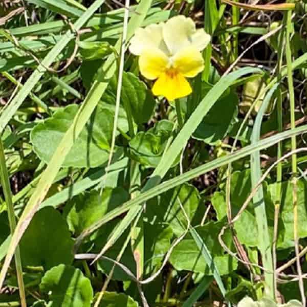A yellow viola peeks out among a lot of grass.