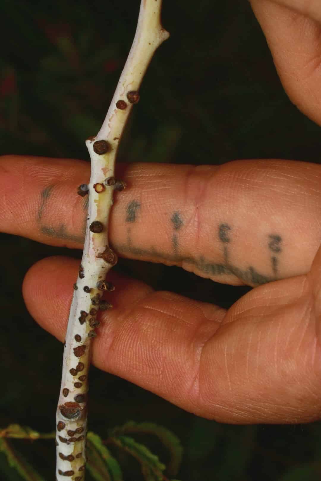 Botanists track where a plant thief hides