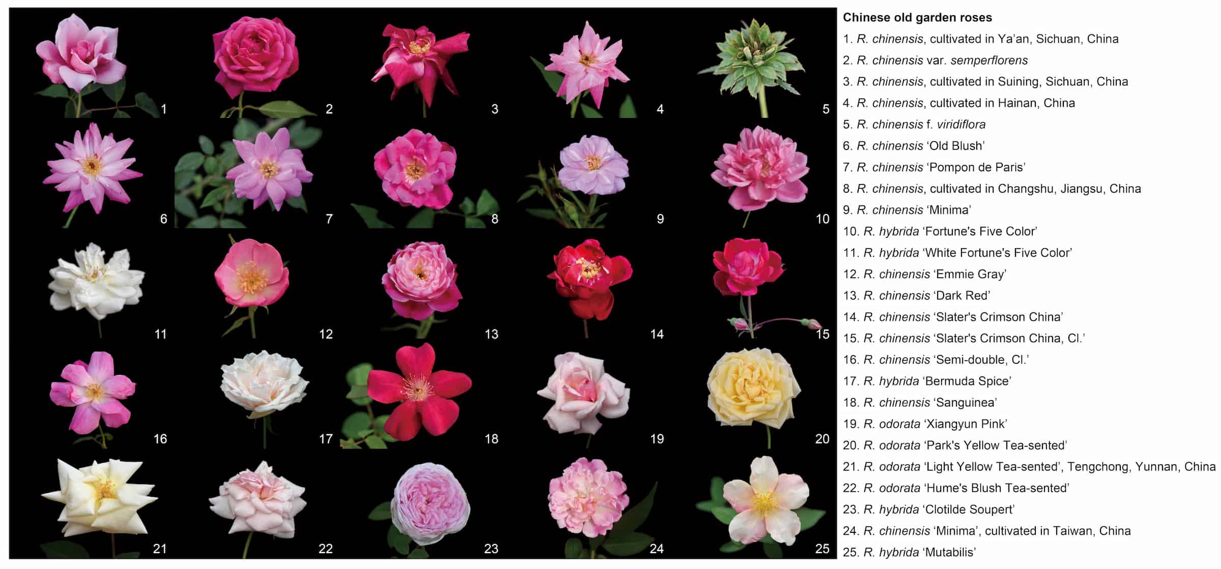 Twenty-five roses, mainly pink but with hues varying from red-purple to white, with a couple of yellow and even green flowers.