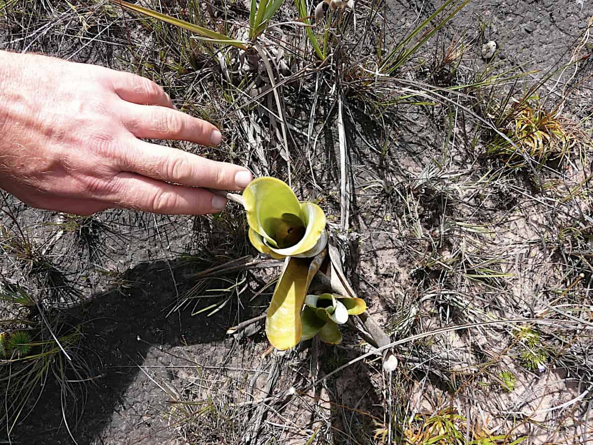 Carnivorous plants lack genes to host arbuscular mycorrhizal fungi