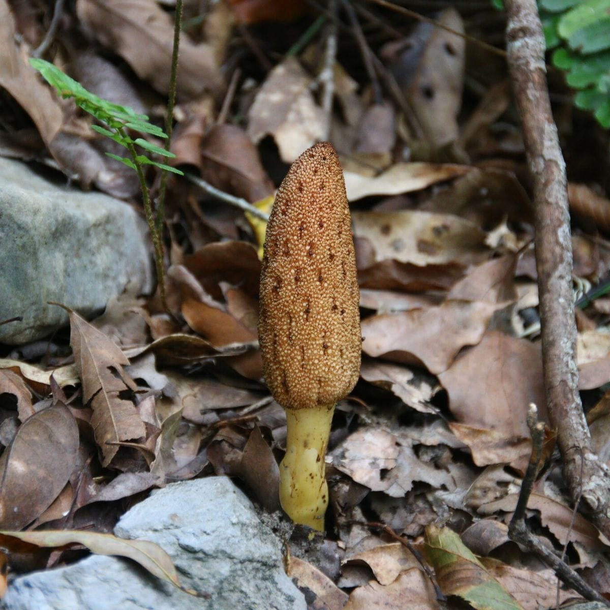 Eccentric Pollinating Mates for An Eccentric Flowering Plant
