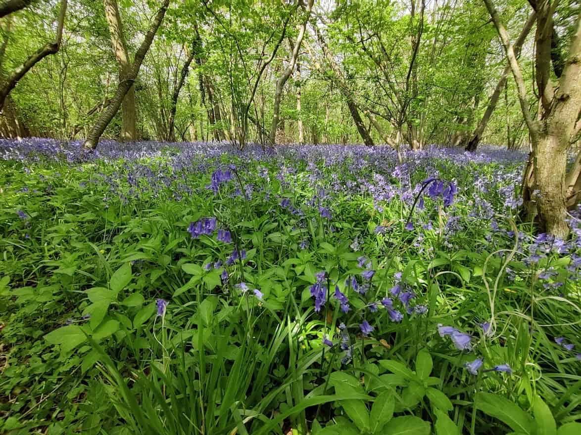 Dense carpet of purple bluebells and dog's mercury covering the woodland floor beneath deciduous trees, two key ancient woodland indicator species used to identify and classify UK ancient woodlands.