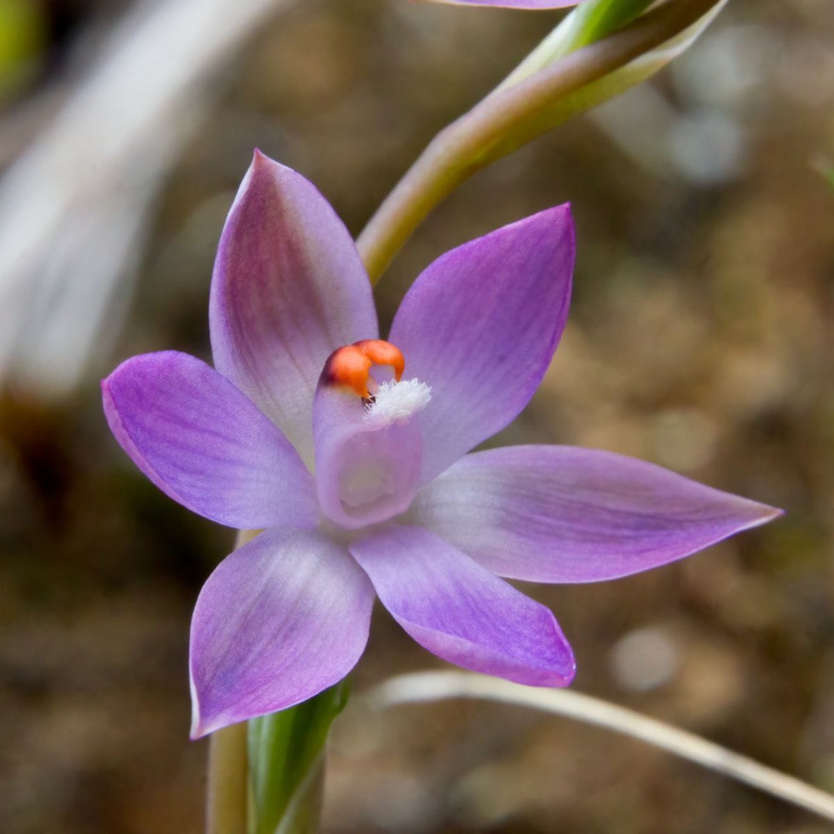 Flowers that Trick to Survive