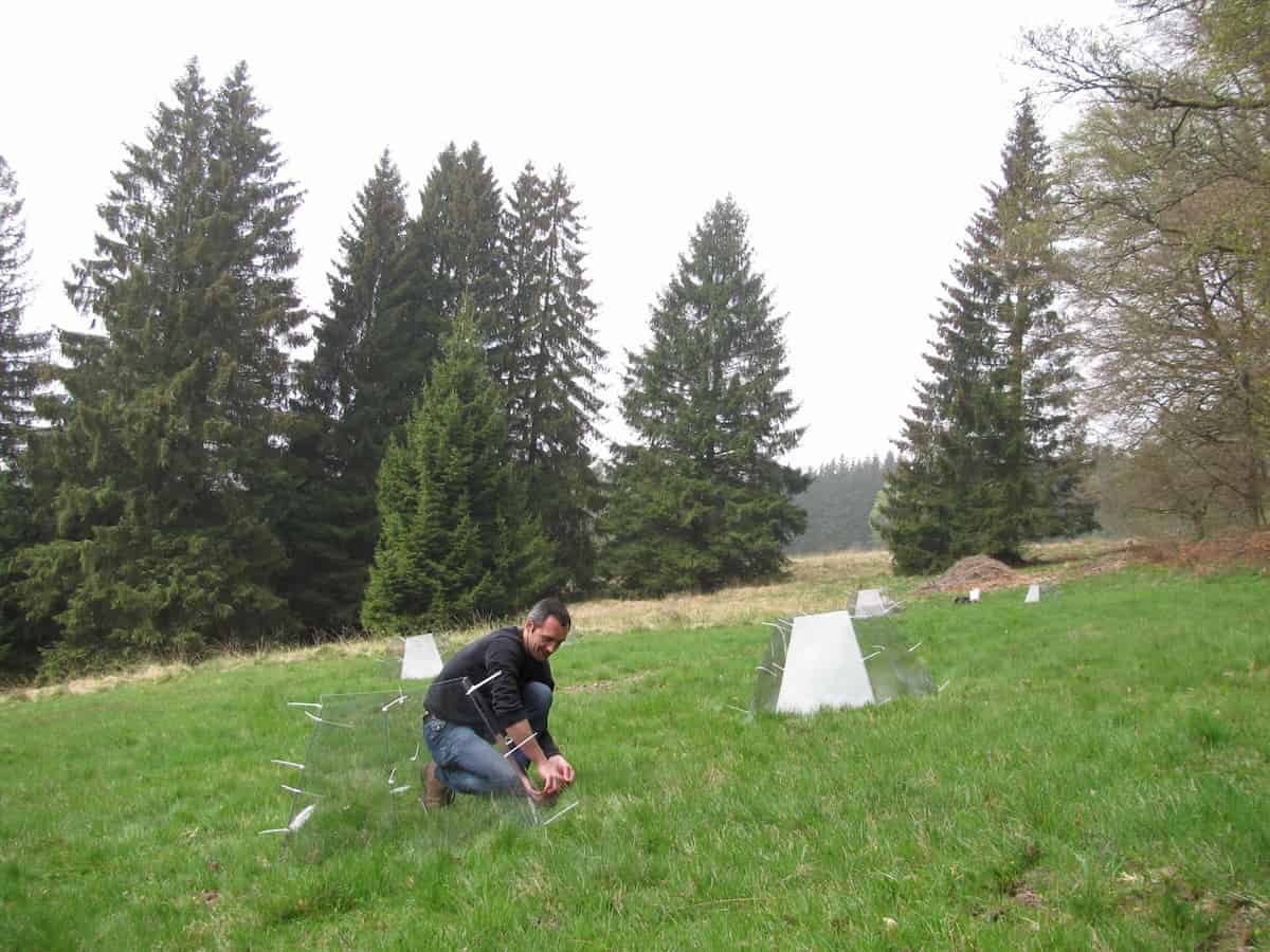 A man on a hillside placing exclusion cages around plants.