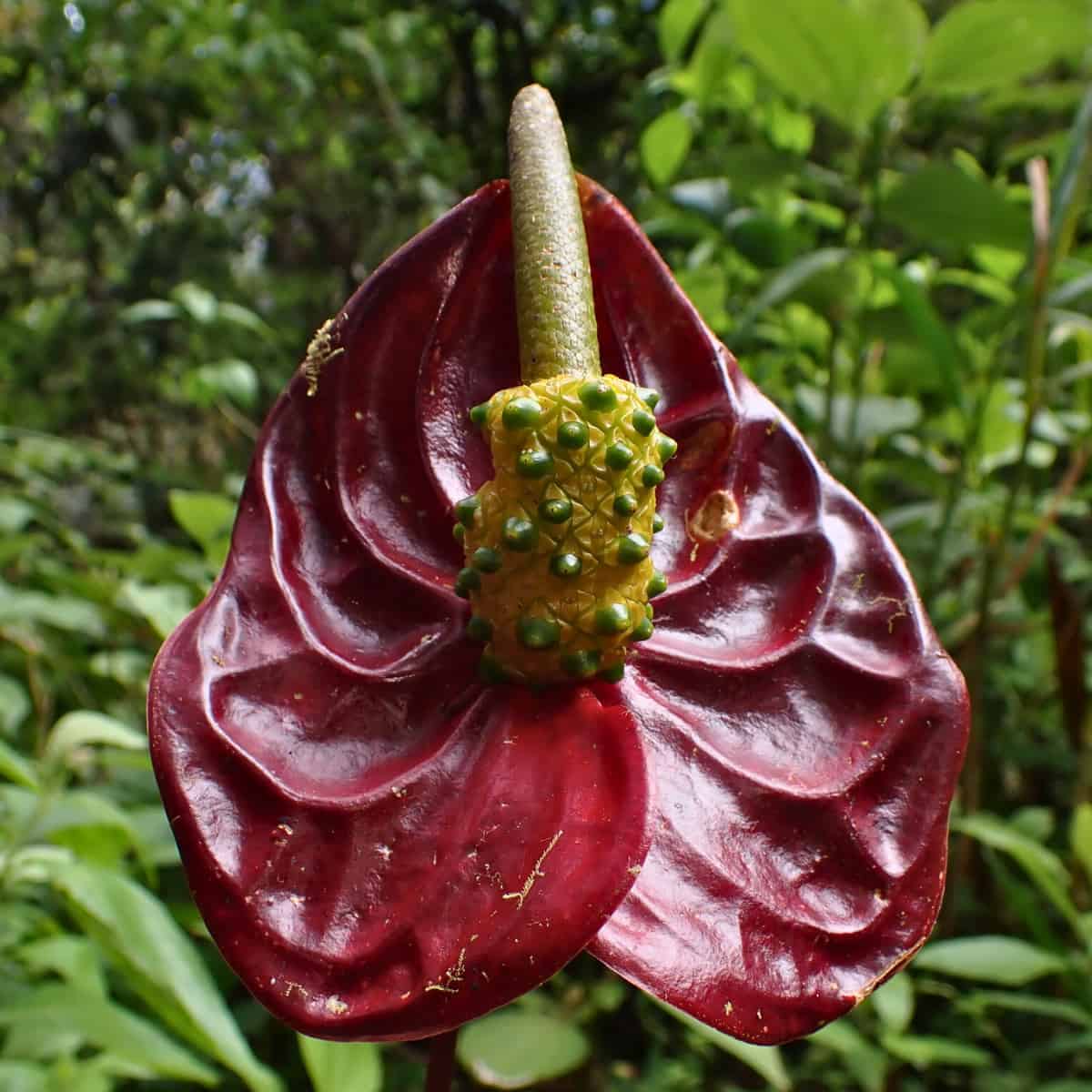 Glossy flowers allow for long distance romance