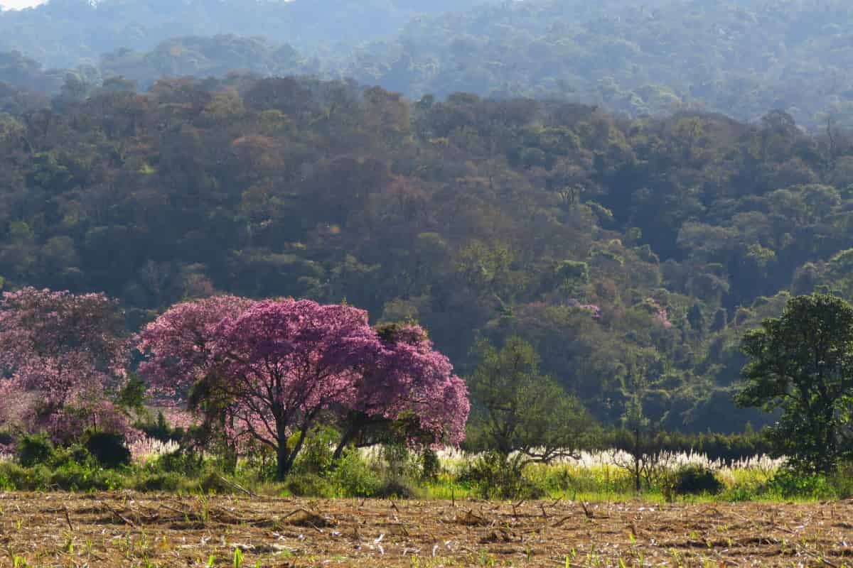 Shocking pink trees stand out against a background of a green forest.