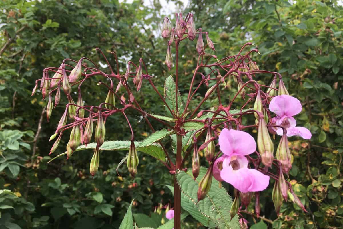 Himalayan Balsam plant with characteristic pink hooded flowers, elongated green seed pods, toothed leaves, and distinctive red-purple stems against blurred foliage background.