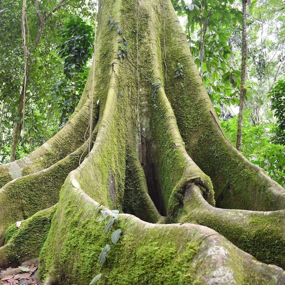 The Guardians of the Fig: How Borneo’s Spirits Protect a Keystone Tree