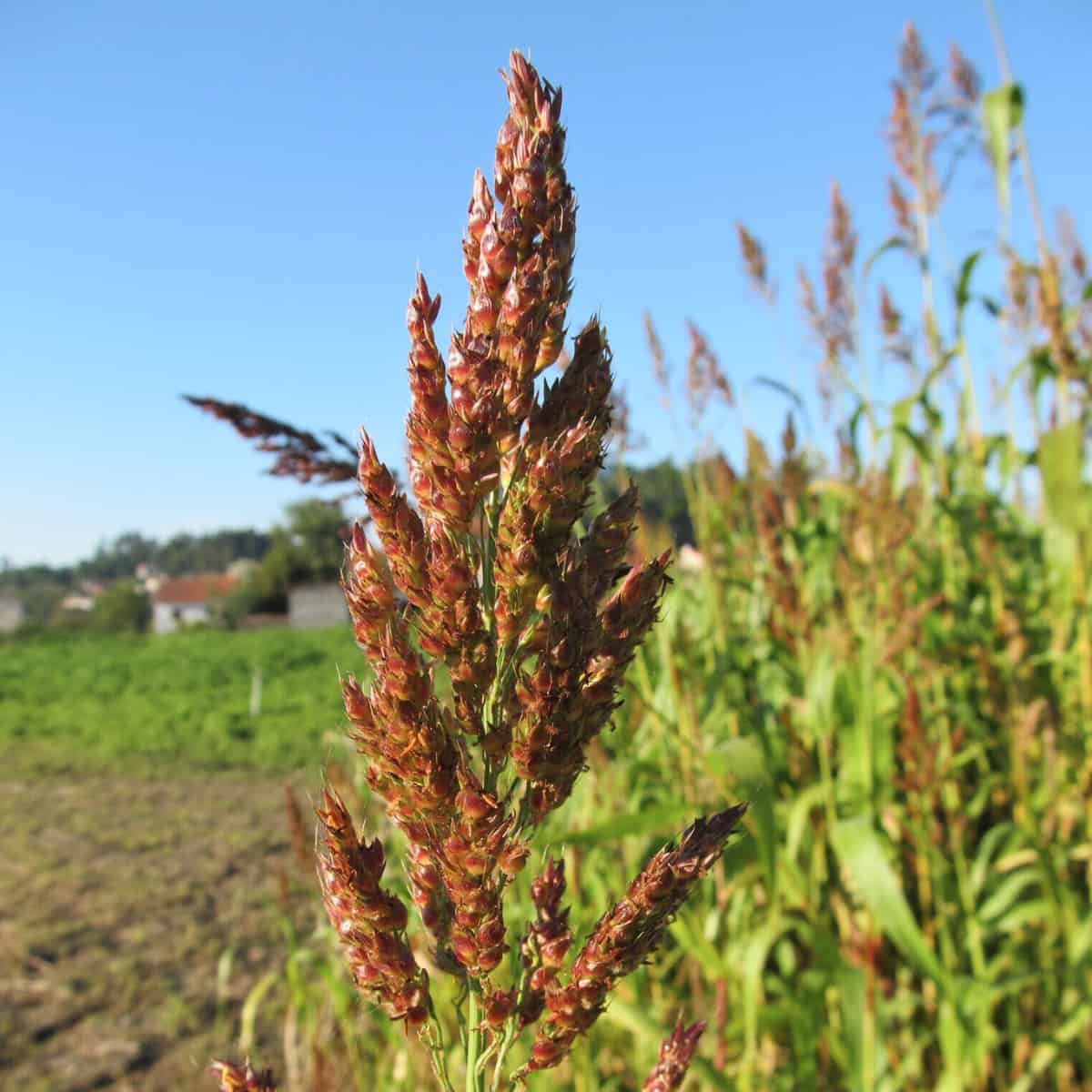 How plants know when they are too close to each other