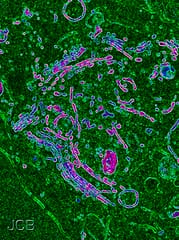 Protein transport through the Golgi apparatus 